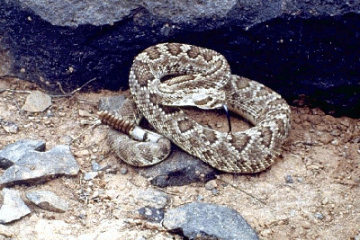 rattlesnake